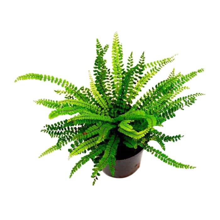 6x Braunstieliger Streifenfarn - Asplenium trichomanes - Topf 9x9cm - Robuster Steinfarn für Garten