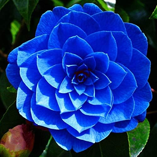 Oiholo Camellia Flower Plant blue color Camellia October Magic White Shi Shi Flower Live Tree Height 2-2.5 Feet Flower After One Year Rare flower Plant For Home Garden (B0CQG7NQZ2) Amazon Price History, Amazon Price Tracker