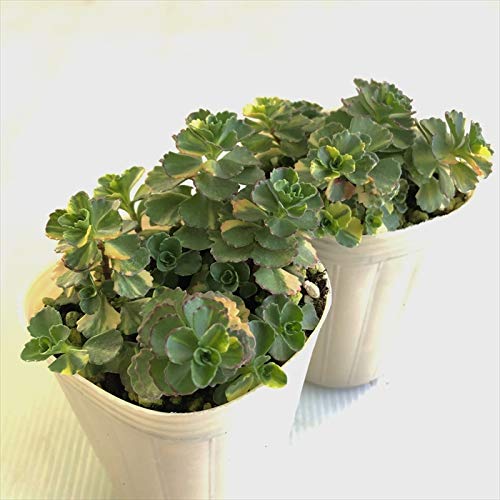 Amazon｜多肉植物 sbセダム コーカサスキリンソウ 気まぐれな レモン