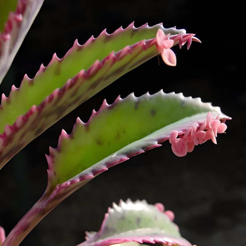 Miniatura 6 de Mother of Ththousands Kalanchoe - Suculenta viva en maceta de 4 pulgadas  Planta de interior de bajo mantenimiento  Ideal para colecciones, regalos