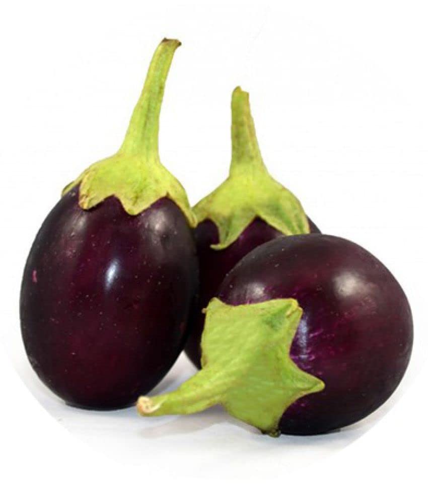 Green World Brinjal Eggplant F1 White Long For Kitchen Gardening (Seed, 10.) (B0B696JSSB) Amazon Price History, Amazon Price Tracker
