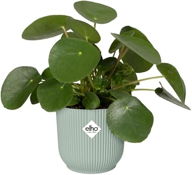 elho Vibes Fold Round 14 cm Flower Pot - Sorbet Green