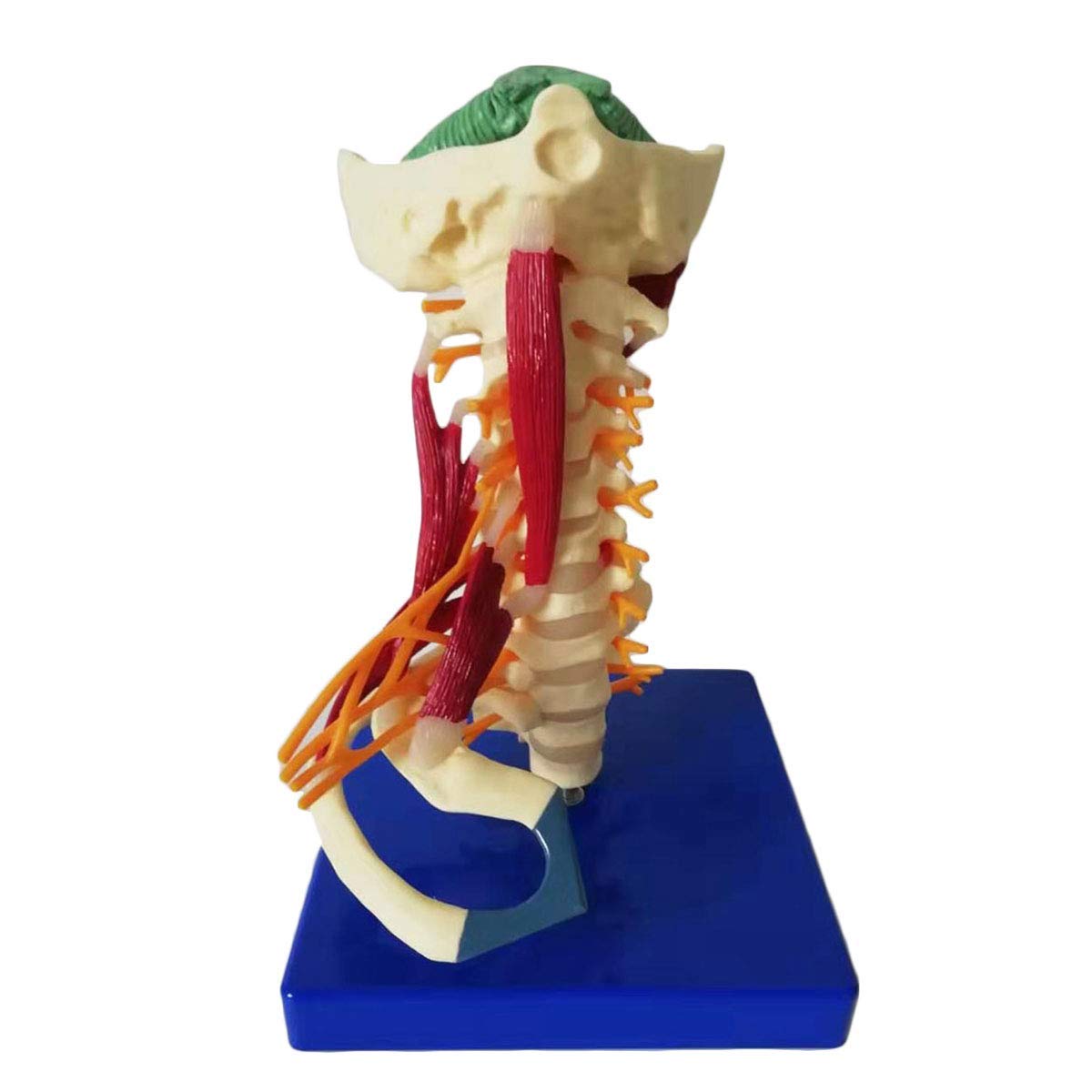 Buy Cervical Vertebrae Model - 1:1 Lifesize Human Cervical Vertebra ...