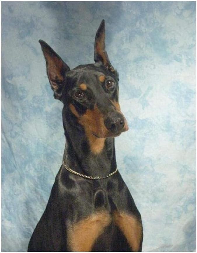 Pintar Por Números Para Principiantes Doberman Pincher Pet Dog Pintura Por Números Con Pinceles Y Pinturas Decoraciones Nueva Casa Porche