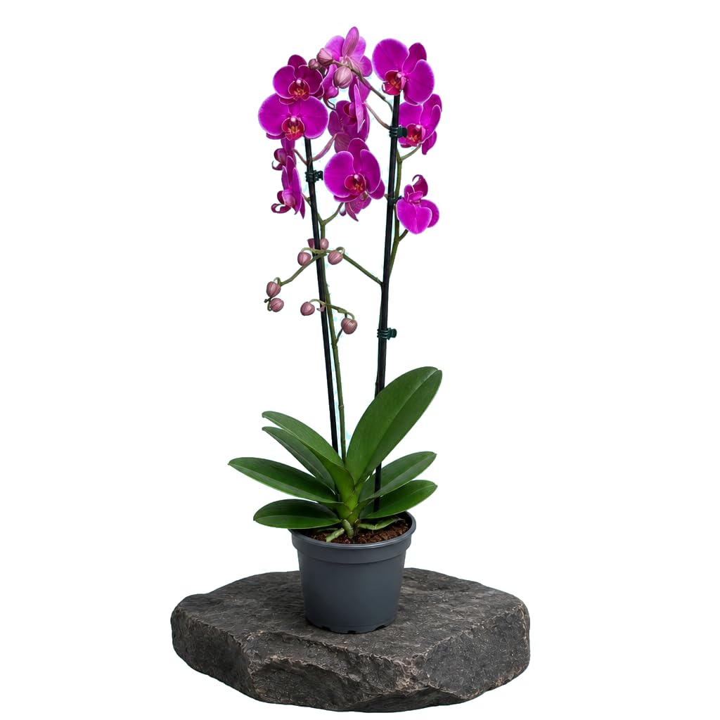 Phalaenopsis 2 Troncos Orquídea Polilla en Maceta de 12 cm de Diámetro | DECOALIVE Planta de 55-65 cm de Altura