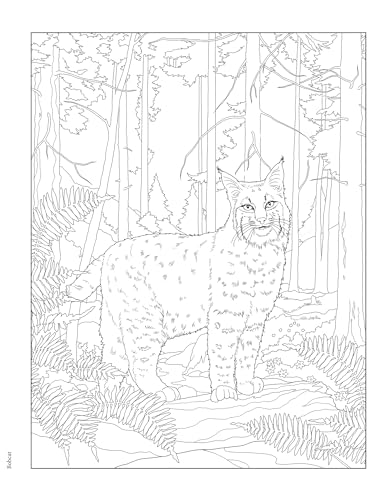 Creative Haven Forest & Woodland Wildlife Coloring Book