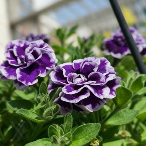 Purple Petunia Flower Seed, 300 Non-GMO Double Petunia Seeds, Annual Petunia Seeds for Planting Home Garden Outdoor