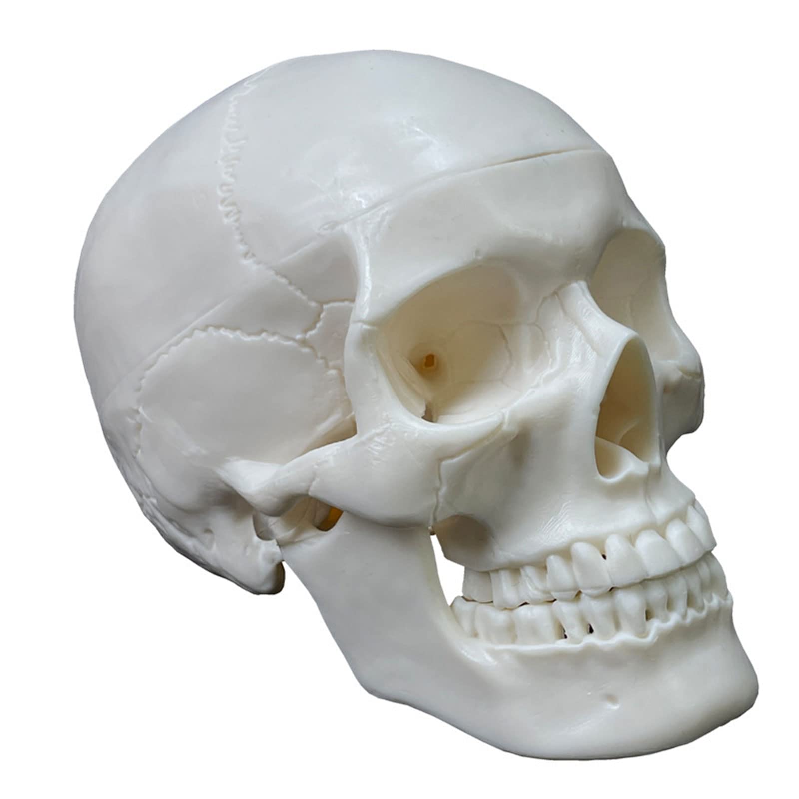 Realistyczny Model Ludzkiej Czaszki, 2 Części, Realistyczna Ludzka Czaszka Z Czapką, Materiały Dydaktyczne, Anatomiczny Model Czaszki Do Nauki