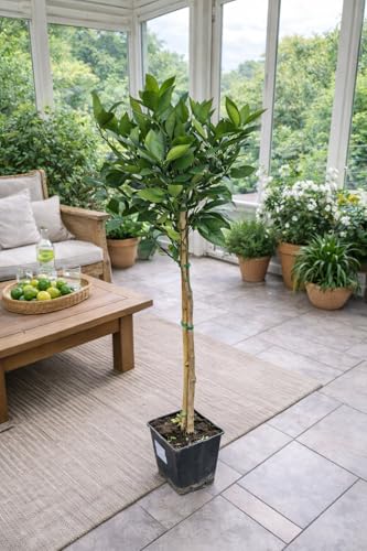 Citrus Sinensis Valencia 120-140 cm - Orangenbaum (Apfelsine) für Garten & Terrasse - Süße, Saftige Früchte - Perfekt für Eigenanbau und Obstgenuss