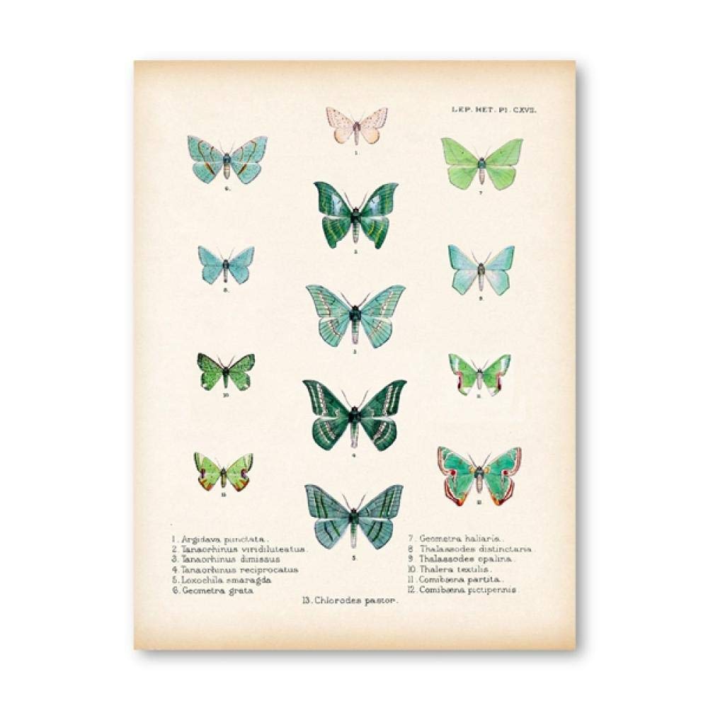Amazon.co.jp: 緑 蝶 版画 アンティーク 昆虫学 科学 ポスター