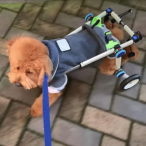Fauteuil roulant pour petit chien en promenade - Chariot pliable de rééducation de taille XXS