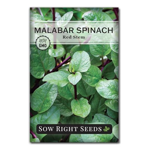 Sow Right Seeds - Malabar Red Stem Spinach Seeds for Planting - Non-GMO Heirloom - Perfect for Outdoors & Fall - Grow Nutritious Leaves - Easy to Plant High Yield - Ideal for Home Gardeners (1)