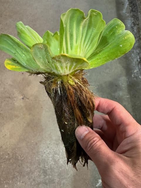 PondScape Floating Water Lettuce Live Aquatic Plant for Ponds Aquariums & Water Gardens Shade Provider Easy Pond Decor (Lettuce 3 Count)