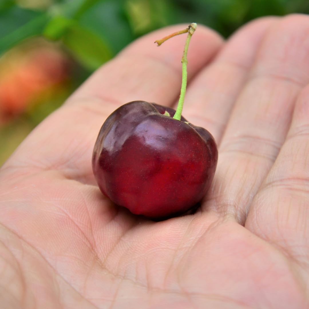 M-Tech Gardens Rare Barbados Cherry (" Black " Malpighia emarginata, Layering) Exotic 1 Live Fruit Plant (B07ZDF78SJ) Amazon Price History, Amazon Price Tracker
