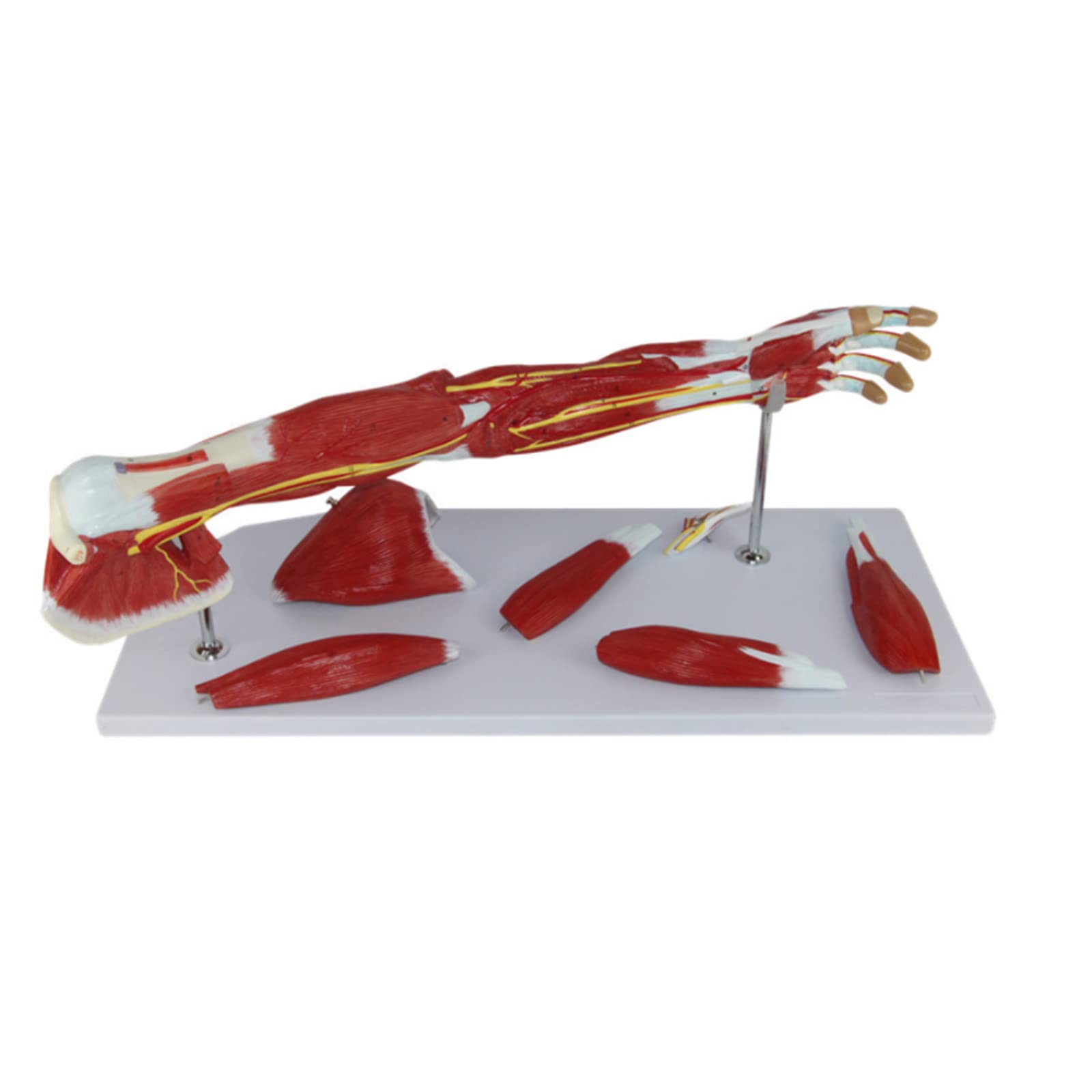 Human Arm Anatomical Muscle Model Anatomy Arm Model Upper Limb Muscle Model Shoulder Anatomy Model Vascular Nerves and Ligaments Detachable 7 Pieces Life Size Organ Model