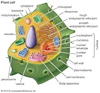 Introduction to Plant Cell Development 0521316111 Book Cover