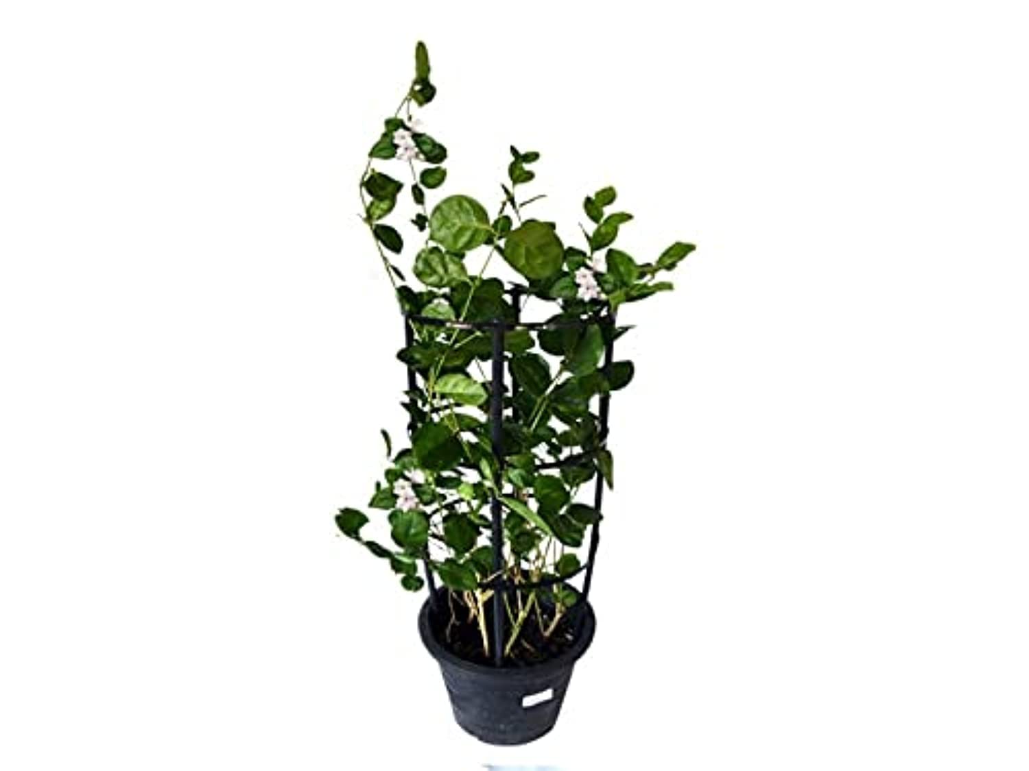 Jasmin Outdoor Plant, Green
