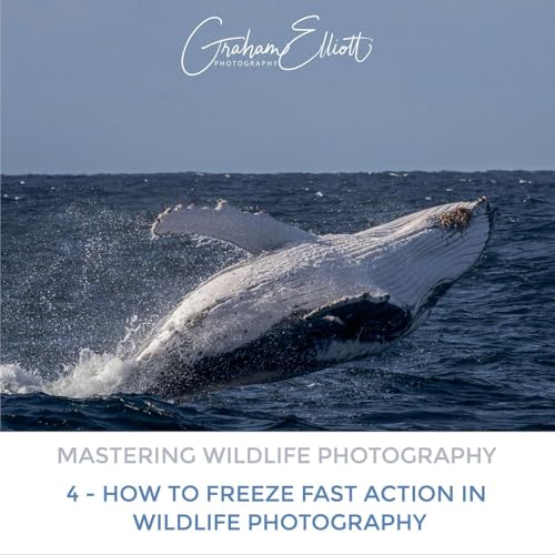Mastering Wildlife Photography Part 4: How to Freeze Fast Action in Wildlife Photography