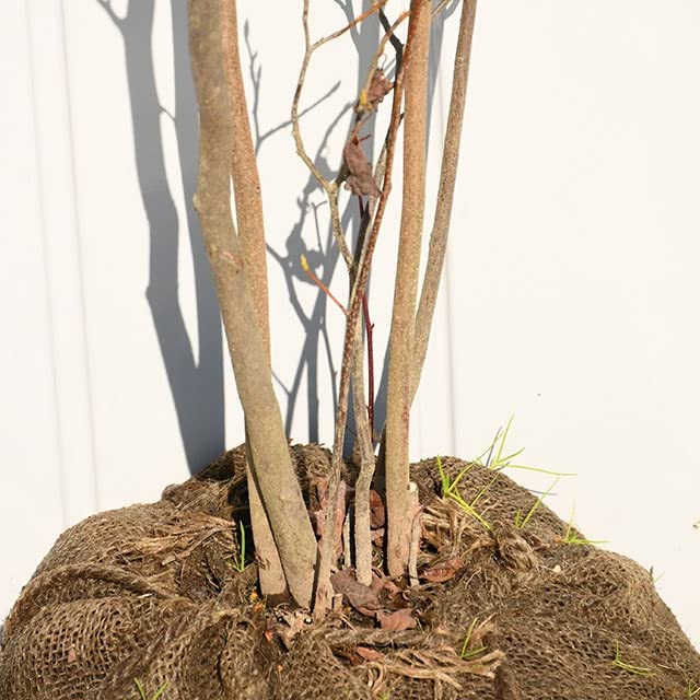 連休 特大の山採りシロモジの根巻き苗 楽天市場】花木・果樹の根