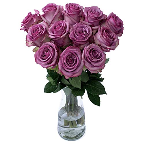 Farm Direct Fresh Lavender Roses | Lavender Flower Bouquet of 12 Fresh Roses (Dozen) + Vase Included - Fresh Flowers Roses for Delivery