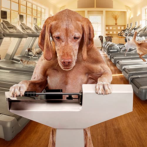 Fromm Weight Management Gold Premium Dry Dog Food - Weight Management Dog Food for Medium & Small Breeds - Turkey Recipe - 5 lb