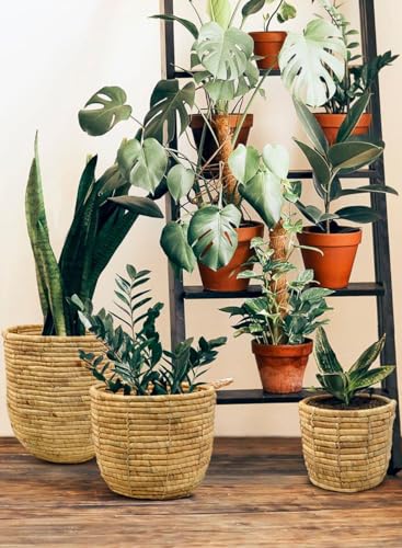 Serene Spaces Living SSLHL17570LMSSFS Set Of 3 Eco-Friendly Water Hyacinth Cache Pot: Stylish Plant Holder thumb #2