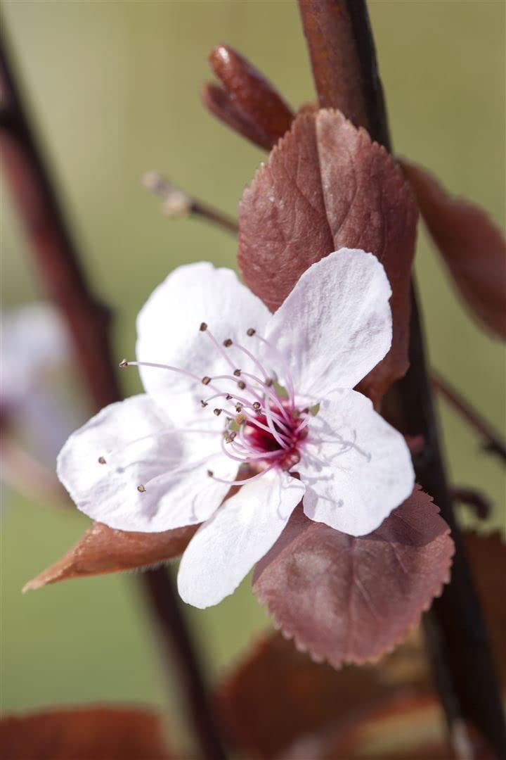 Blutpflaume Prunus cerasifera Nigra 100-125 cm Solitär winterhart