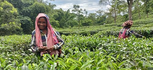 Image of Ketley Gold Assam Strong CTC Tea 450g - Factory Direct | Express Delivery | Garden Fresh from Katlicherra Tea Estate