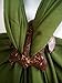 PunPund Sarong Belt Buckle Flower Heart Oval Natural Coconut Shell Hawaiian Handmade Pareo Vintage Beach Wrap Cover Up Shawl Scarf Skirt Bikini Dress Wrap Women Color Brown 3 Pieces in 1 Lot