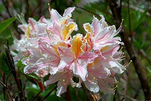 Western Azalea Pink White Yellow Shrub Flower Rhododendron Occidentale Jocad (20 Seeds) #TOP1