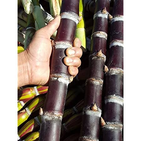 Vietnam sugarcane, Saccharum officinarum, ganna,Black sugar cane, akh,Healthy Live Plant Actual Plant Height .1 ft to 2 ft, (Hybrid, Pack of 1)