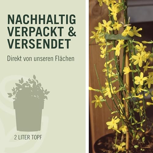Jasminum nudiflorum – Gelber Winter-Jasmin von Garten Schlüter