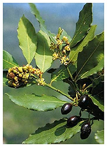 TROPICA - Laurier sauce dit «noble » (Laurus nobilis) - 6 graines