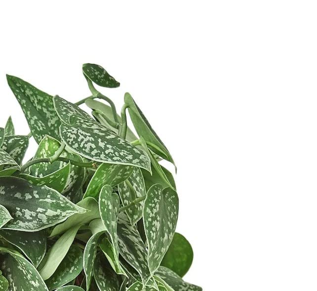 Pothos Satin | DECOALIVE | Planta de Interior Natural | Potho Satinado Scindapsus Pictus