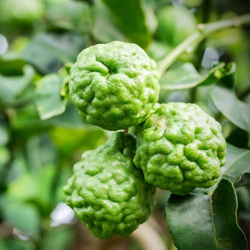 Limettenbaum winterhart obstpflanzen spalierobst obstsamen garten grünpflanzen obstbäume dekopflanzen bonsai steingartenpflanzen winterhart Limetten 55samen Limettenbaum winterhart obstpflanzen spalierobst obstsamen garten grünpflanzen obstbäume dekopflanzen bonsai steingartenpflanzen winterhart Limetten 55samen