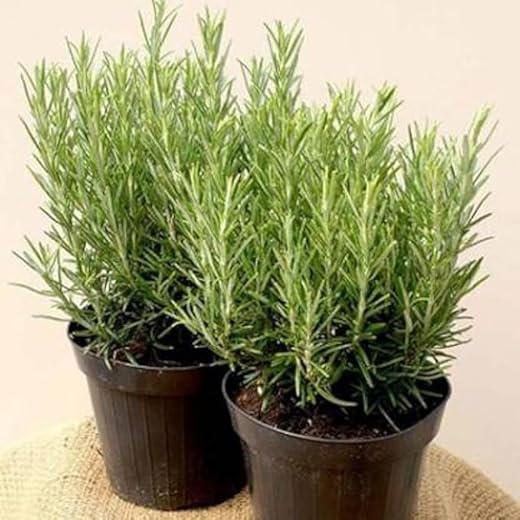 Green Rosemary Plant - Live Indoor Herb