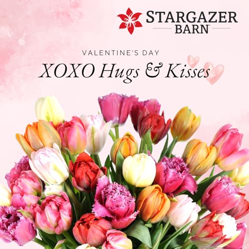 stargazer barn- xoxo 30 assorted fancy tulips with vase prime shipping mothers day fresh cut mixed