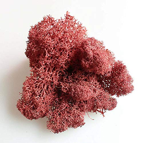 EliteKoopers Natural Reindeer Moss For Preserved Dried Craft Flower Home Decor Item