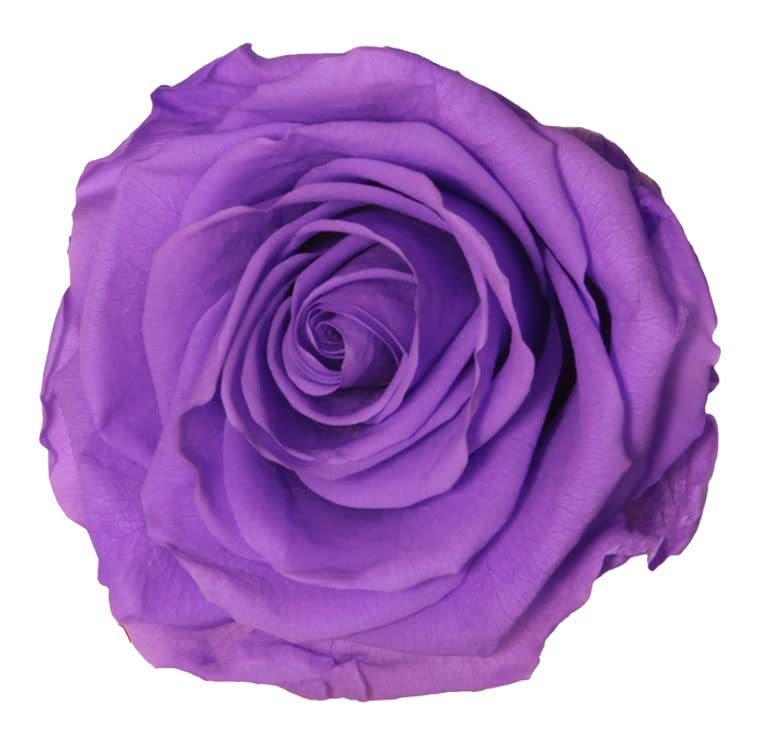 Rose éternelle lila 55cm le cadeau poétique idéal pour les occasions spéciales