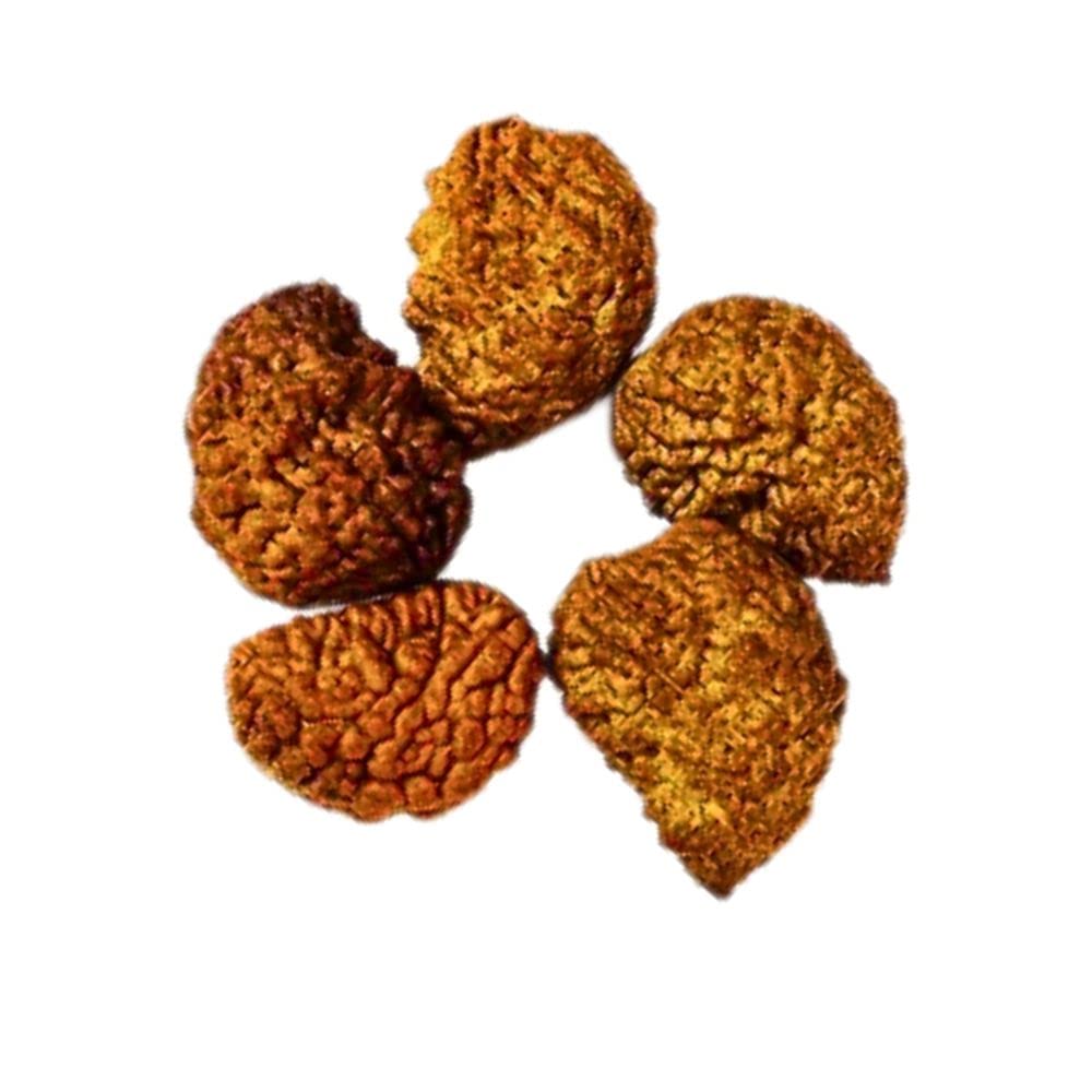 Natural 1 Mukhi One Faced Nepali Rudraksha Beads at Wholesale Rate (Rs 1275/piece) Spiritual Healing Loose Seed Making Jewellery Fine Quality Rudraksha for Reselling Astrologers Jewellers