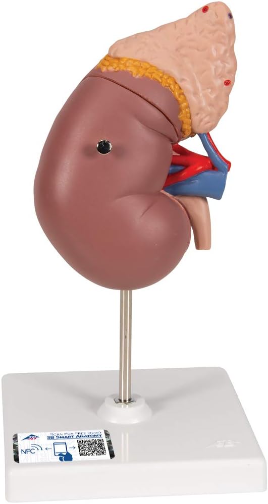 3B ScientificAMERICAN SE K12 - Kidney With Adrenal Glad - Kidney With Adrenal Gland - Each