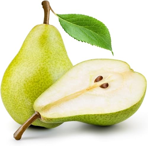 Miniatura 3 de Semillas de perales comunes, 30 semillas por paquete, semillas de jardín de Isla, semillas sin OMG y reliquias, Pyrus Communis, gran regalo de