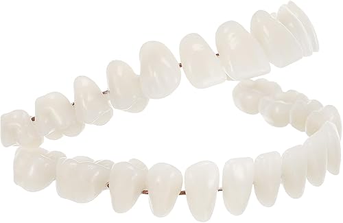 Baluue Modelo dental Modelos de entrenamiento dental Material 1 Juego de dientes universales Modelo 3D Modelos de estudio dental Modelo de dientes