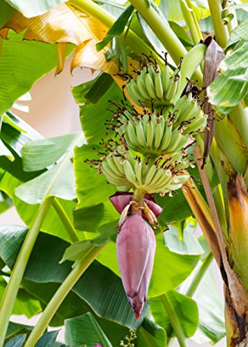Dwarf Cavendish Banana Tree Live Plant (4-6 Inches) #TOP1