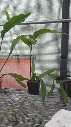 Queen of the Night Plant - 9 Cacti Night Blooming Cereus Cactus 6 Inch Length Have Root by legendary-yes