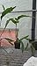 Queen of the Night Epiphyllum oxypetalum Live plant