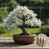 Live Dwarf White Willow Bonsai Tree Cutting to Grow - Stunning Silvery-Green Leaves - Fast Growing, Indoor/Outdoor Bonsai Material - Easy-to-Root & Bloom - Unique Living Gift for Plant Lovers