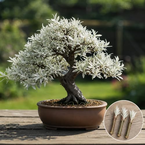 Live Dwarf White Willow Bonsai Tree Cutting to Grow - Stunning Silvery-Green Leaves - Fast Growing, Indoor/Outdoor Bonsai Material - Easy-to-Root & Bloom - Unique Living Gift for Plant Lovers