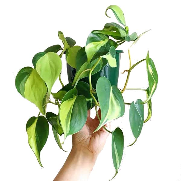 Philodendron Scandens Brasil PREMIUM Planta de Interior Colores Llamativos