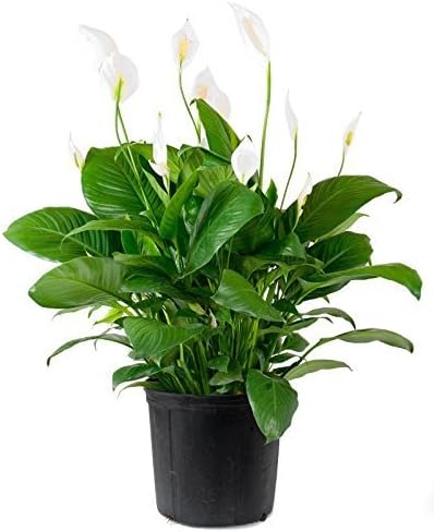 Spathiphyllum"Peace Lily" 100 Seeds - Best Indoor Air Purification Houseplant for Home & Office
